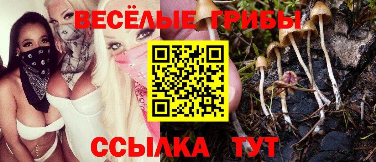 Заволжье  где найти   Псилоцибиновые грибы GOLDEN TEACHER  Вход с VPN  Псилоцибиновые грибы Psilocybine cubensis 